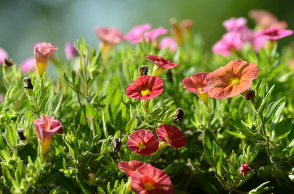 Fleurs céramiques cimetière : une permanence d'hommage